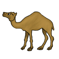 Camel.png