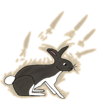 Rabbit evo.png