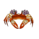 Decorator Crab.png