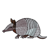 Armadillo.png